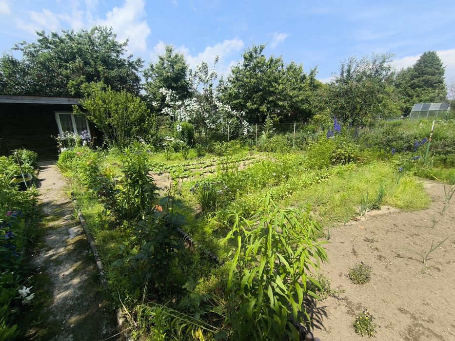 Działka ROD Niekłonice koło Koszalina rezerwacja - Widok 2