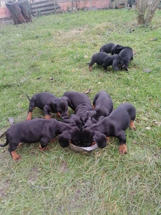 Такса! Чистокровні чуценята Такси