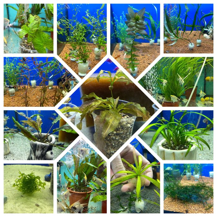 Продаю аквариумных рыб, растения и всё для аквариума.