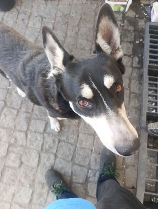 Urgente procuro novo lar para o meu amigo loki urgente