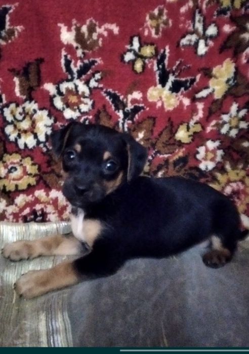 Продаются цуценята цвергпінчера