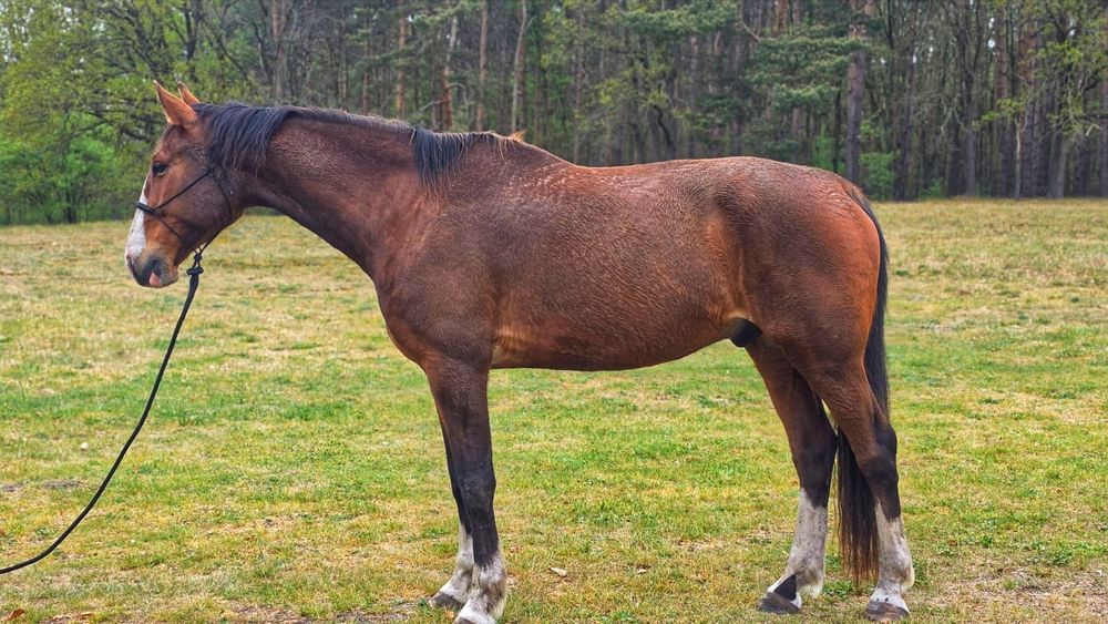 Wałach Newton, 8 lat, 179 cm