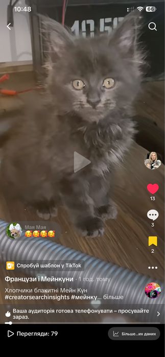 Мейнкун кошенята