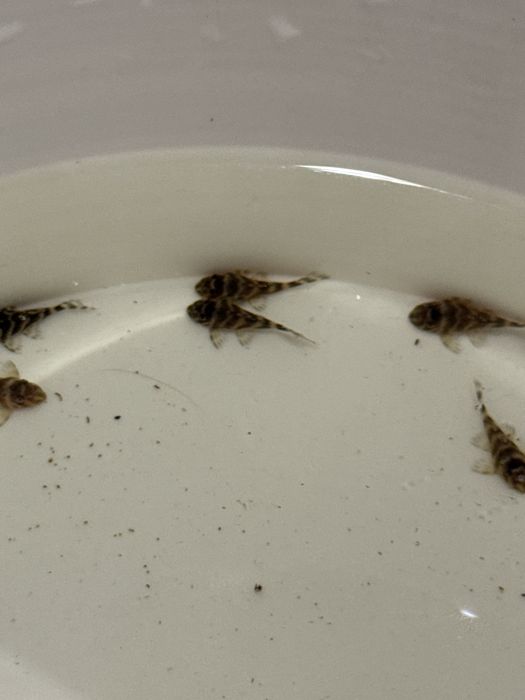 Hypancistrus sp. L333 (Glonojad) - Aqua-Tech