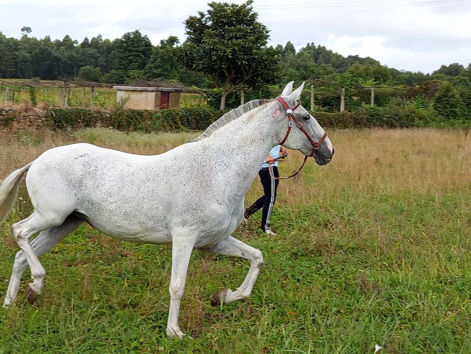 Égua Lusitana Reprodutora