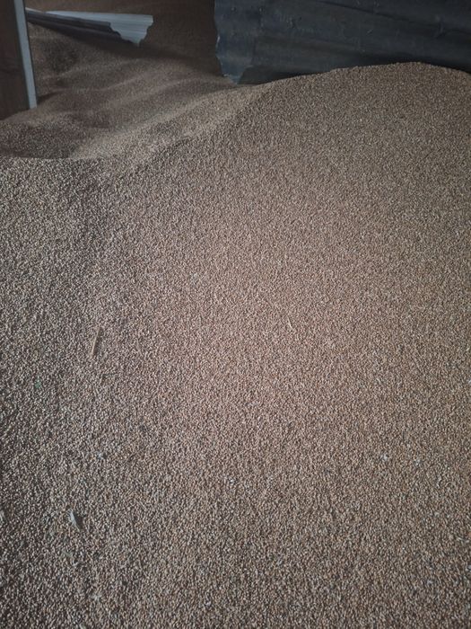 Pszenica ozima euforia