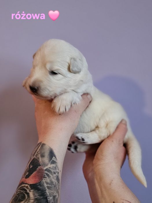 Owczarek staroniemiecki