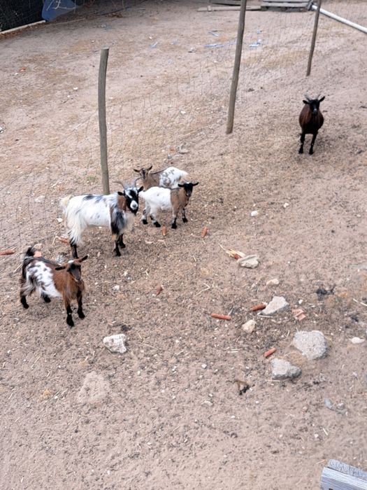 Casal de cabritas anãs