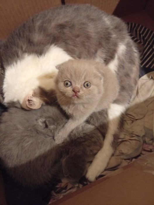 Шотландские чистокровные плюшевые детки