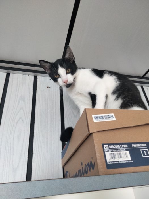 Oddam kotka w dobre ręce