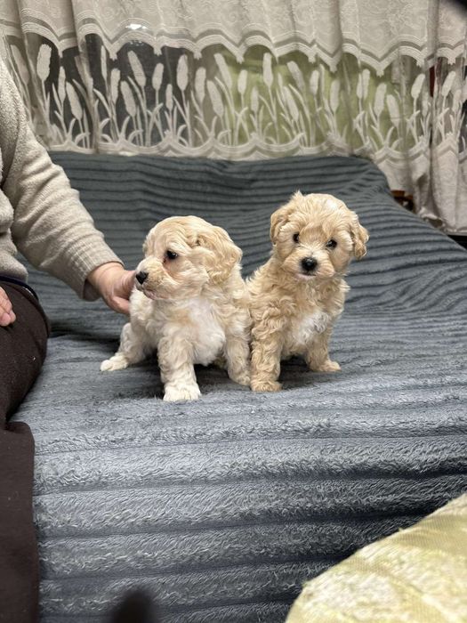 Хлопчики мальтіпу