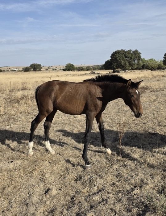 Poldros cruzados de Lusitano
