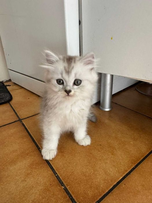 Gatinho bébé British Longhair Silver