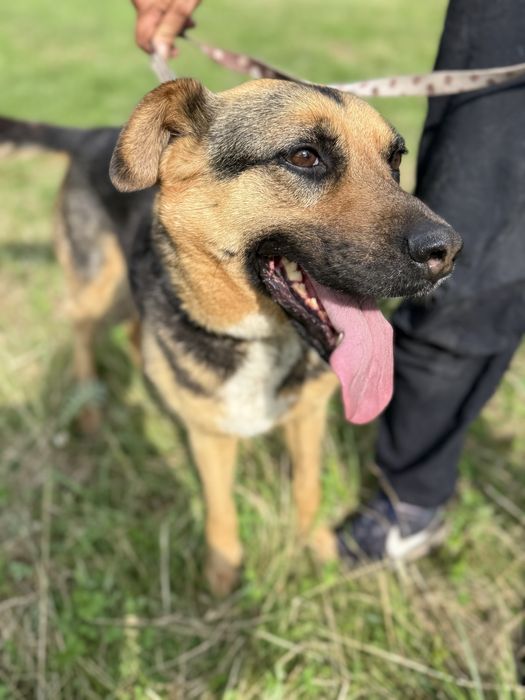 Roxi pogoda i łagodna sunia do adopcji