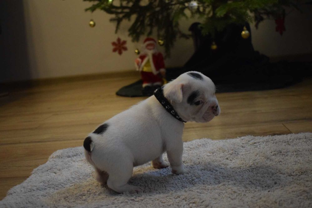 Buldog francuski szczenię - piesek