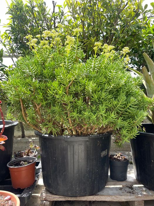 Plantas de vaso grande