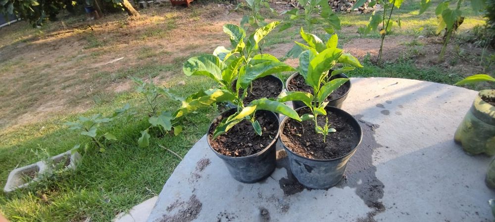 Pés Maracujá Gigante