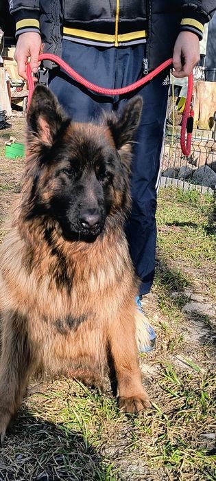 Owczarek niemiecki sunia