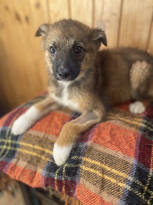 Лілу в пошуках родини
