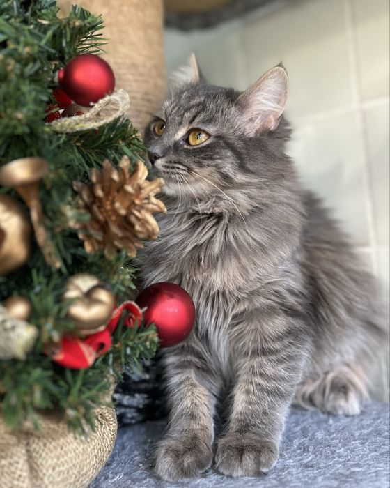 Пухнаста сибірська кішка 7-8 місяців