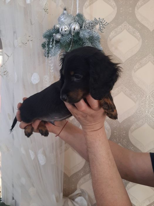 Довгошерстна такса.