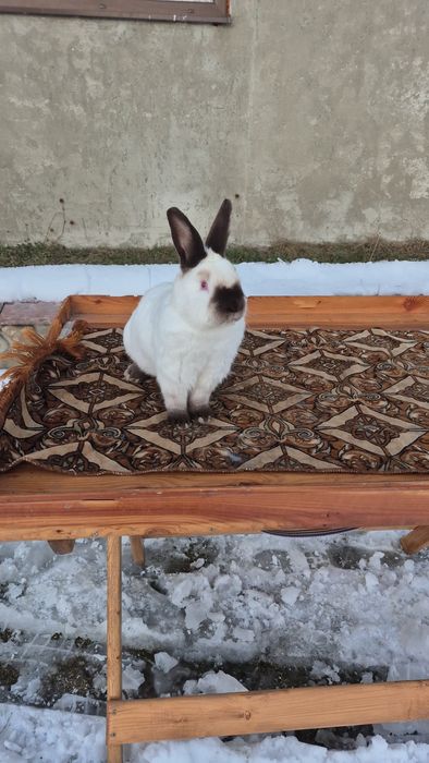 Кролики каліфорнійці