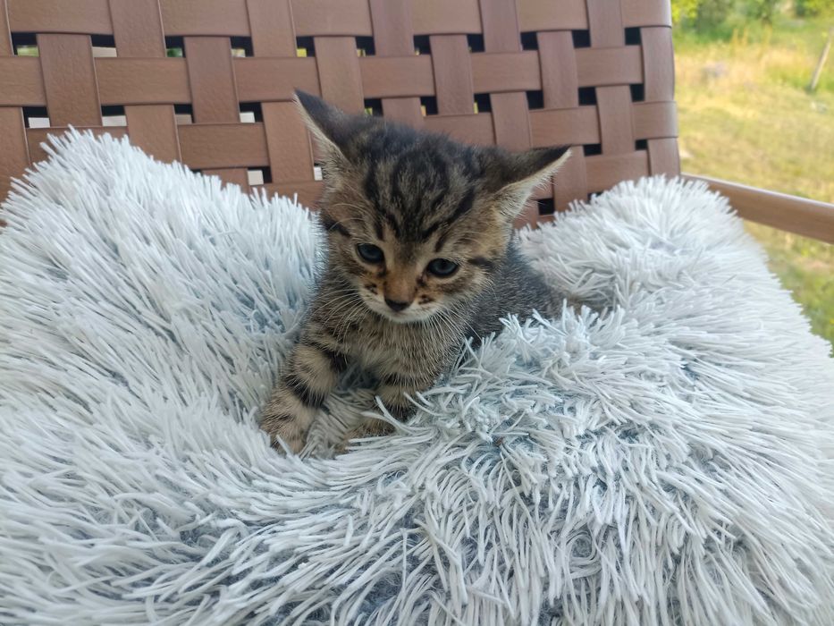 Małe kotki- bure koteczki do adopcji