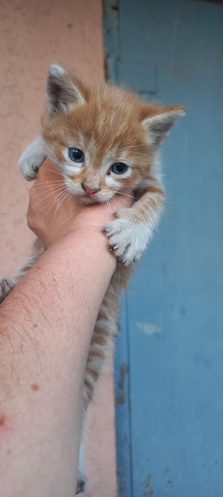 Кошенятка безкоштовно