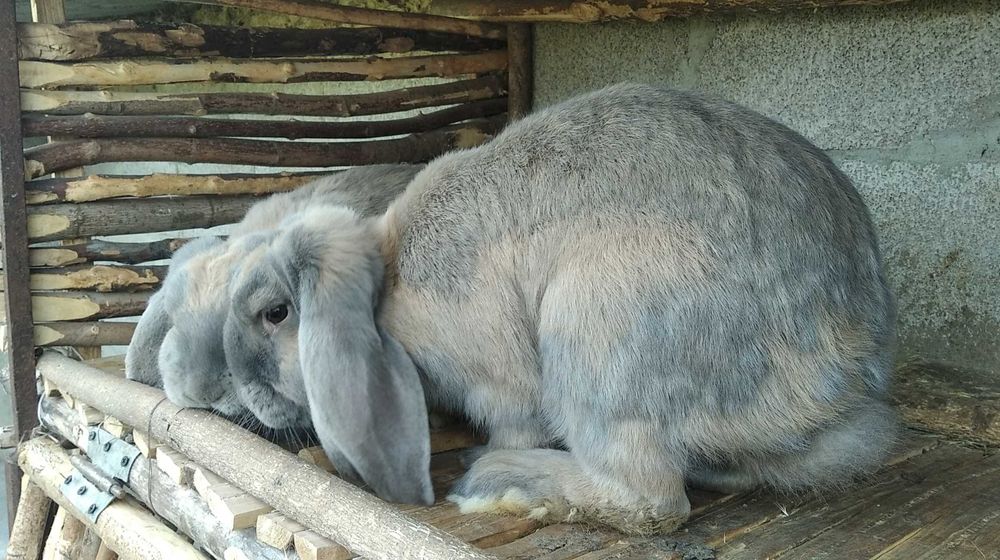 Кролі французький баран