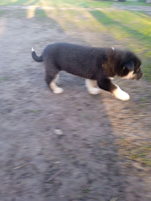 Продам цуценят ССЛ