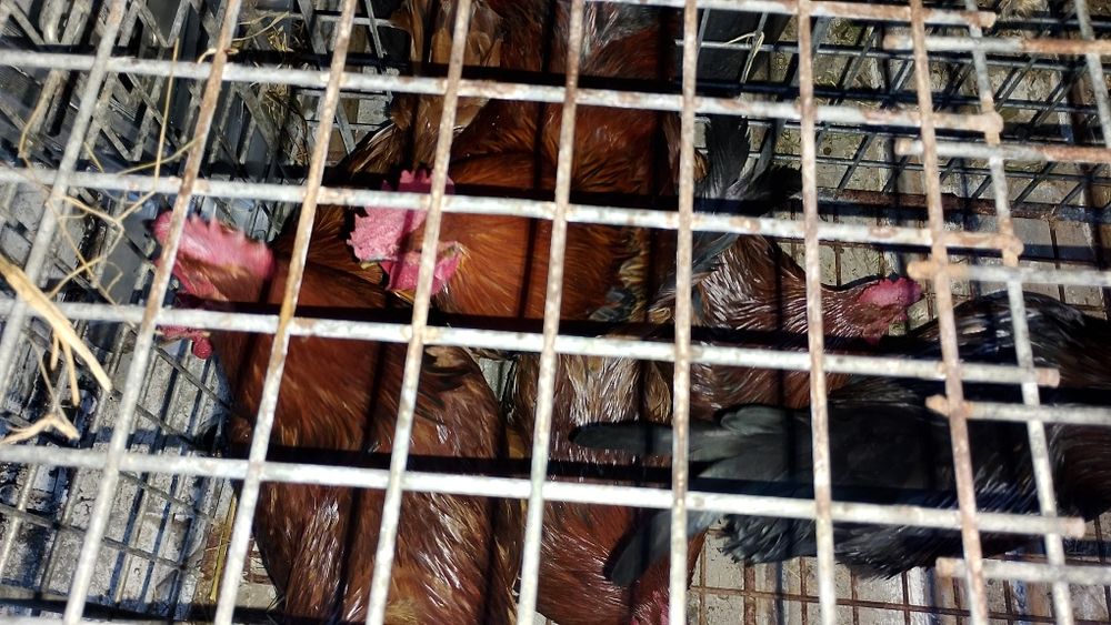 Vendo galos bonito e jovens