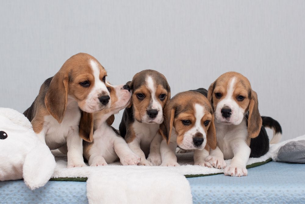 Цуценята бігля - 2 місяці