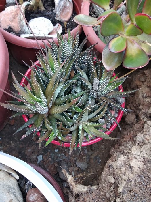 Суккуленты разные