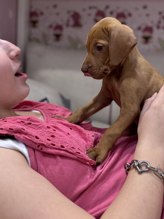 Угорська вижла або венгерская выжла неймлвірні золоті цуцики