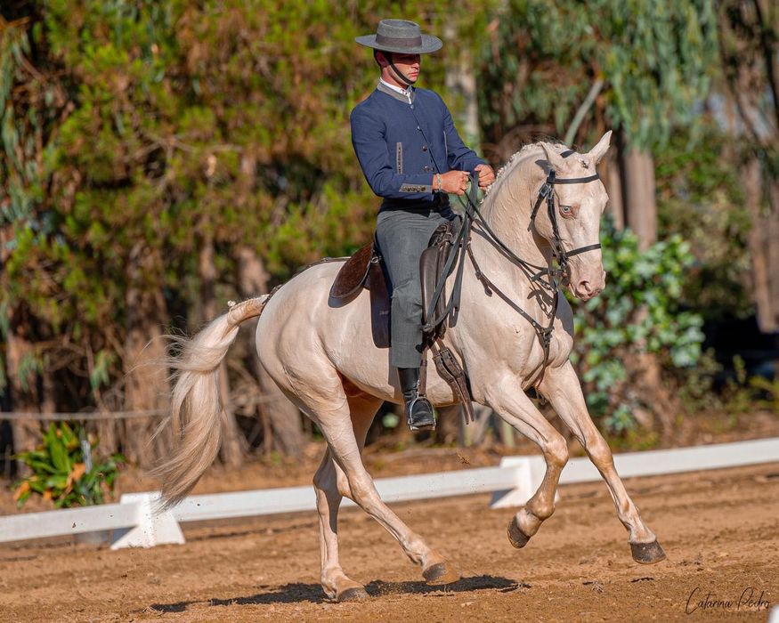 Cavalo cruzado 10 anos 1.60