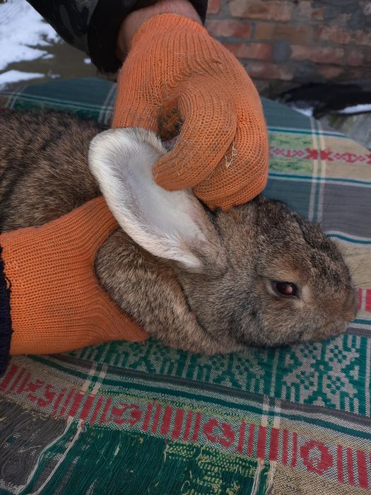 Продам  молодих кролі