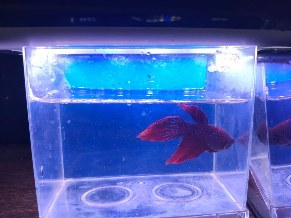 Bettas machos  variadas cores