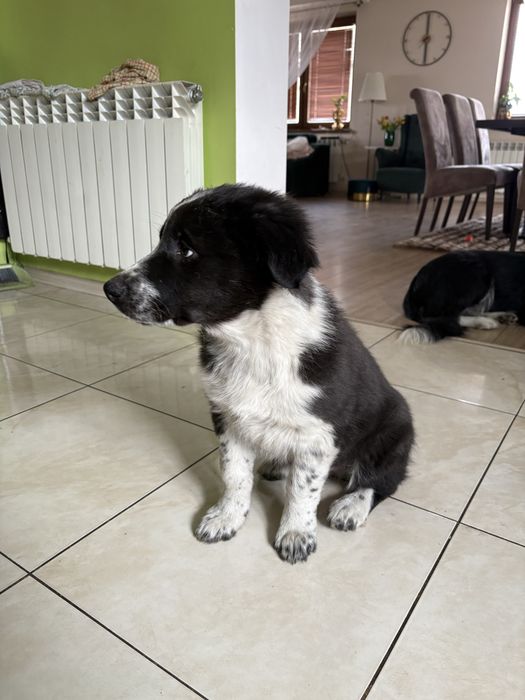 Piesek Border Collie