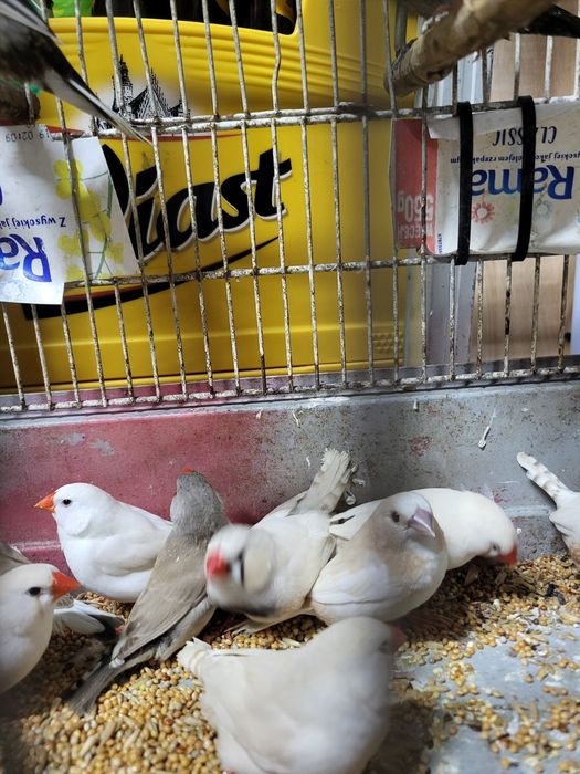 Zeberki australijskie