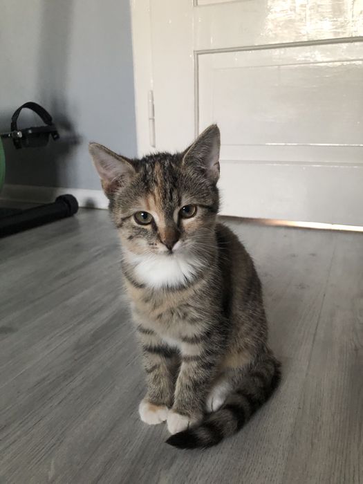 Oddam kotki w dobre ręce !!!