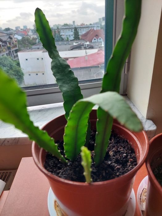 Epiphyllum rożowe sadzonki