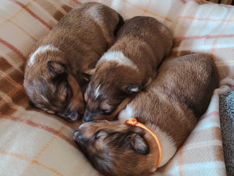 Dostępny śliczny piesek Owczarek Szkocki Długowłosy