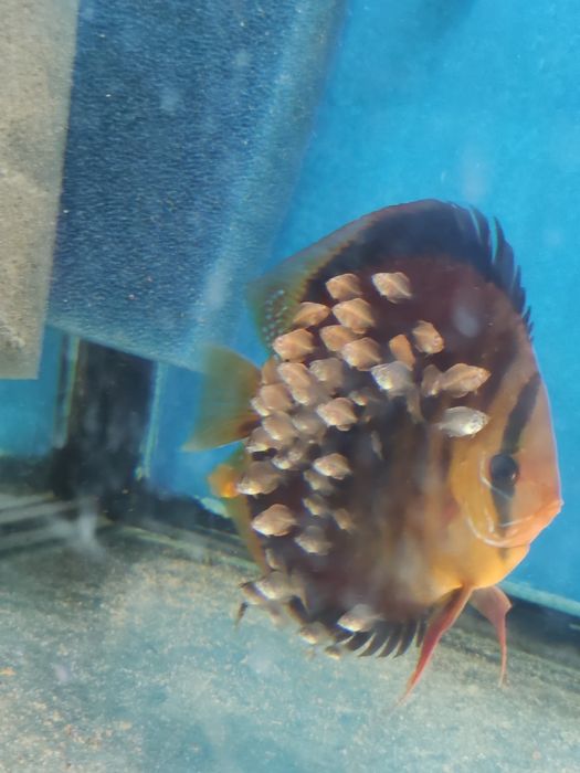 Paletki-Dyskowce-Hodowla