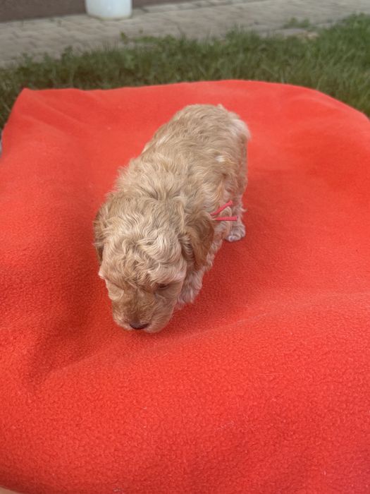 Cudowna sunia maltpoo- rezerwacja