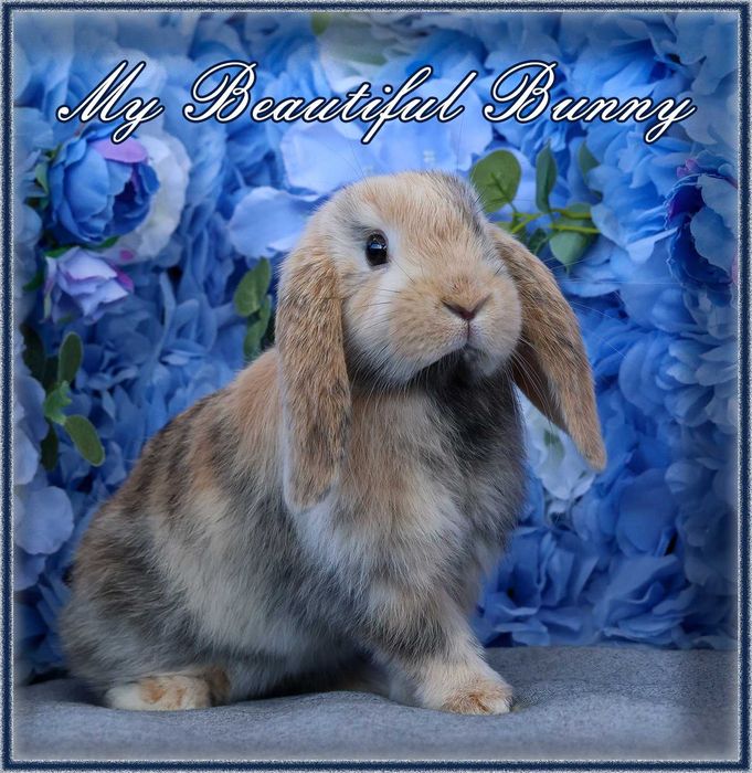 Piękny Królik Mini Lop - Harlequin