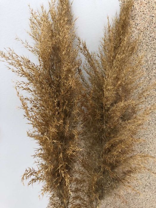 Продам очерет декор