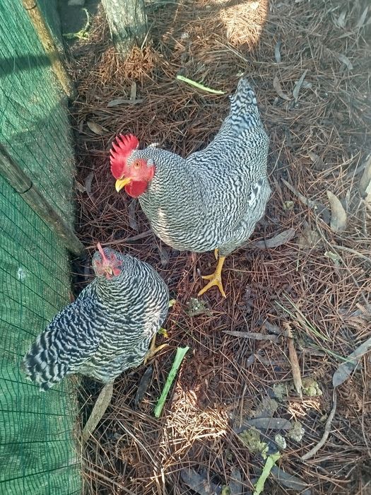 Quinta do rato rua da linha arazede