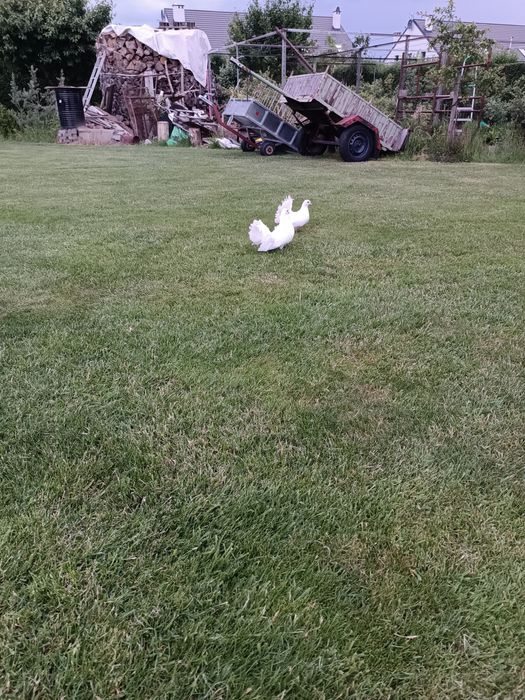 Pawiki ozdobne białe młode