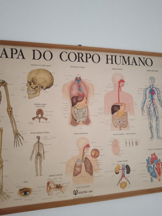 Mapa escolar corpo humano
