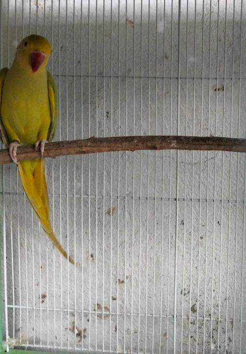 Venda de  aves Ring Neck